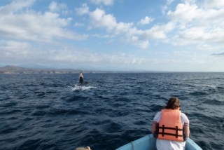 Avistamiento de ballenas